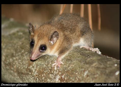 colo colo opossum